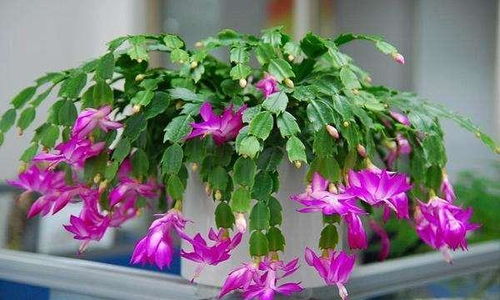 “蟹爪兰掉花苞？一招见效，救花秘籍！”