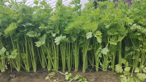 大蒜种植：打农药的必要性探讨