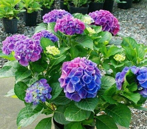 绣球花真的耐阴吗？