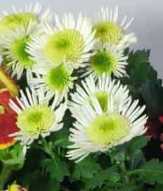 01、 雏菊，一月份种植的宝贝