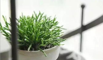 野餐区避雷指南