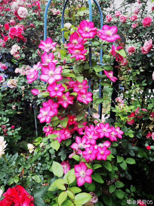 铁线莲搭塑料棚