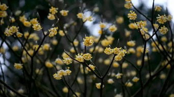 腊梅：冬天的香气