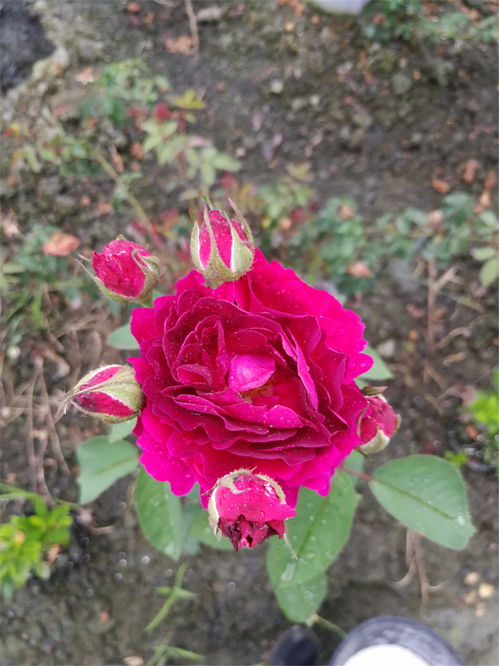 月季小苗怎么养长得快？小心这些误区！