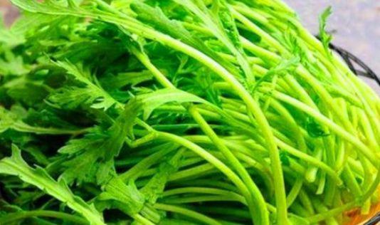 台湾省冬至食品茼蒿农残超标严重，影响消费者健康
