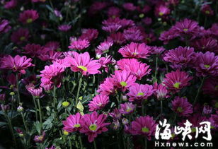 荷兰四季菊全年开花调控的奥秘