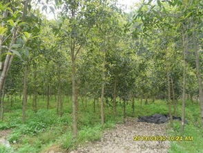 种植桂花树苗的步骤指南