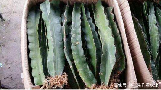 菠萝怎么种盆栽？手把手教你在家种出小菠萝
