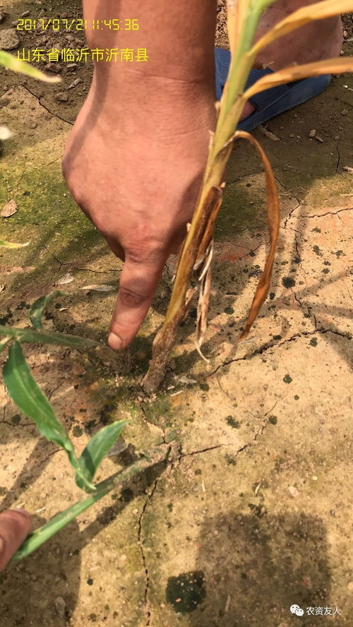 生姜生长过程中的除草剂使用