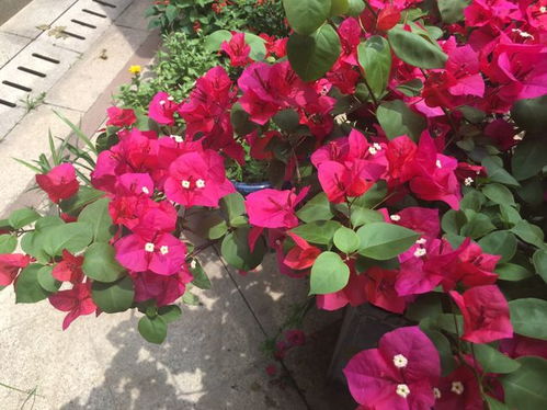 九月阳台养花指南：长寿花和蟹爪兰