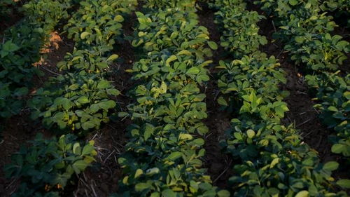 花生旺长期间， 打控旺剂的二三事