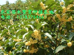 1. 苗木市场繁荣， 价格排行前十苗木备受瞩目