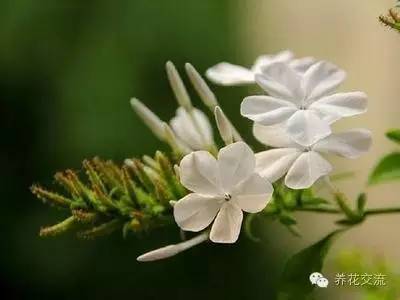 柳叶马鞭草：夏日花园的清凉使者