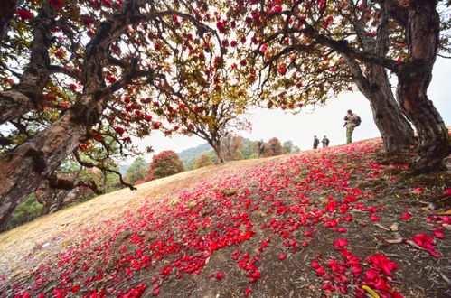 大理市花为杜鹃花，象征坚韧不拔、纯洁美丽