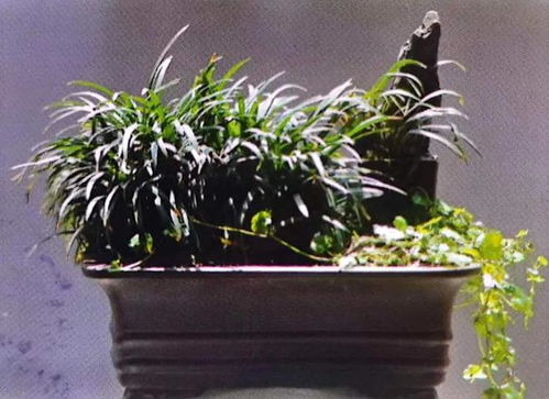 不同花卉的种植技巧