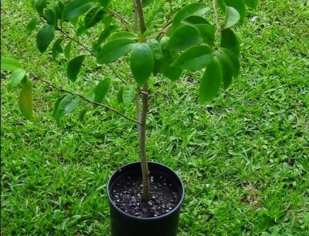 夏季如何快速繁殖含笑花？繁殖技巧有哪些
