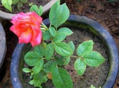 管理得当， 四季皆可移栽