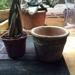 发财树换土技巧，保湿又促生长！