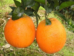 如何彻底清除脐橙树上的农药残留？