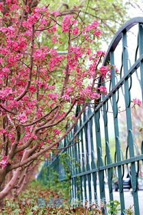 先说说得说说景观花廊是啥