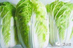 白菜什么时候成熟？如何判断白菜的最佳收获时间