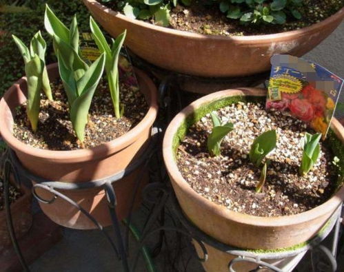 选对土壤是关键