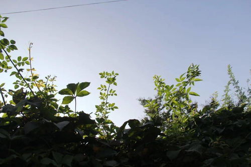 春季施肥还是秋季移植？哪个梗合适？