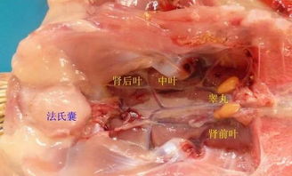禽肾型传染性支气管炎：高效防控畜牧养殖难题