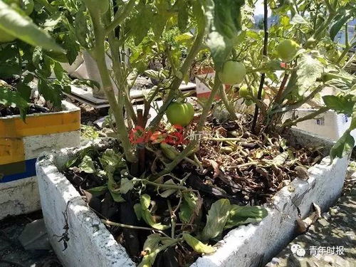 菜市场大妈的种子， 居然比真空包装的发芽率高