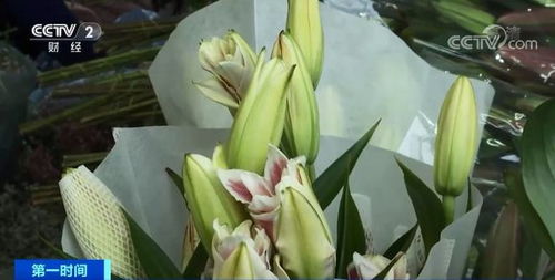 玫瑰康乃馨菊花百合花，世界四大鲜切花