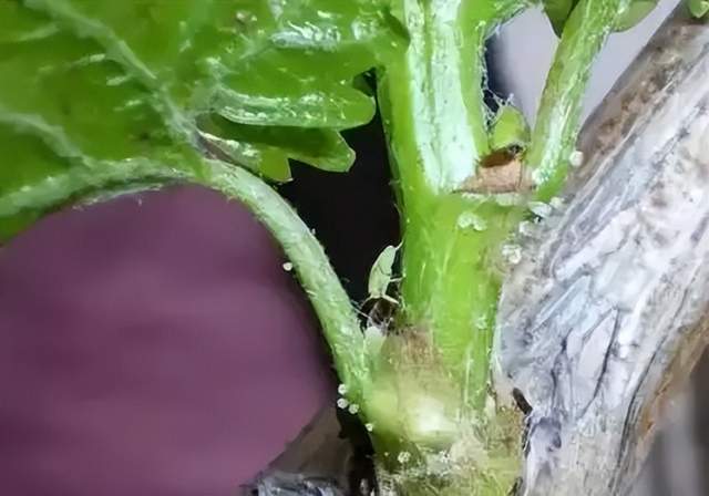 混用药剂，效果geng佳