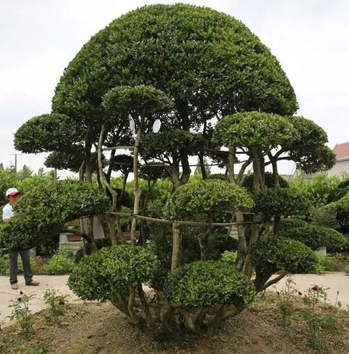 东黄杨与福建黄杨