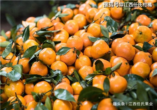 花卉保鲜新策略：柑橘类植物的贮藏技术揭秘