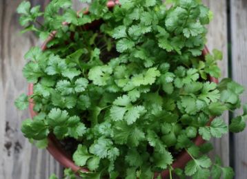 夏天如何种植香菜？