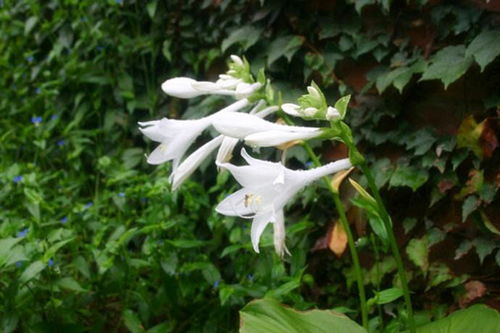 冬季浇水要讲究