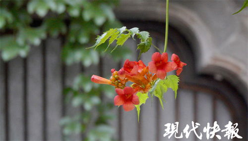 冬季凌霄花为何会落叶？是自然规律还是植物生理作用导致