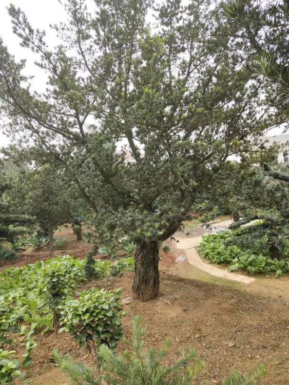 长沙造型罗汉松：探寻美丽与价格