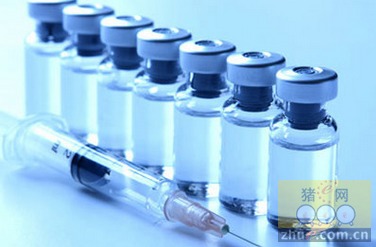 养猪饲料如何拌药？拌药时有哪些常见要领需要注意？