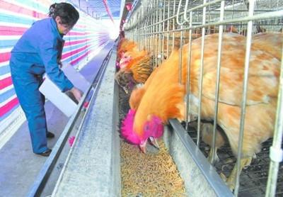 奉化农村女孩利用蝇蛆养殖技术，以低成本高效益喂养鱼虾