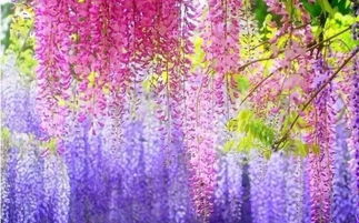 浇水和施肥， 紫藤成长的秘密武器