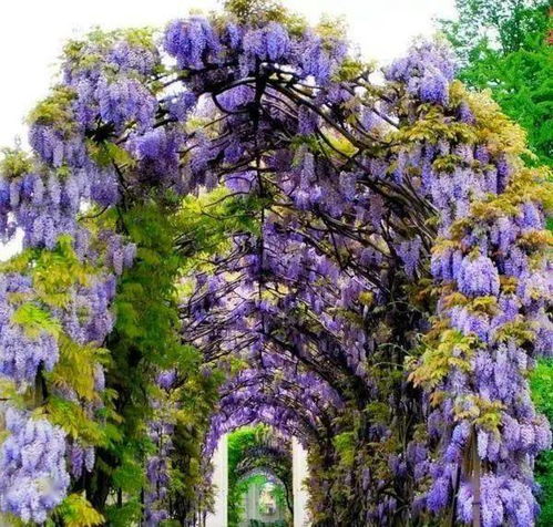 楼顶种紫藤，空间光线受限制？