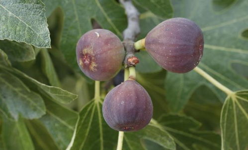 无花果种植技术有哪些要点？如何进行无花果的养护与管理