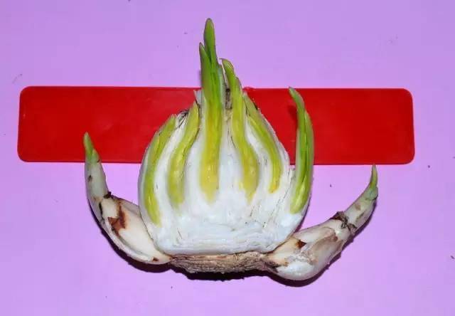 蟹爪斜切术：打造独特造型