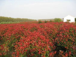 土层的深度堪是树还是球苗