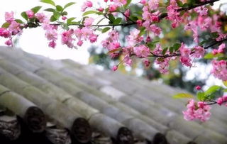 蝴蝶海棠如何种植？适合哪些土壤和光照