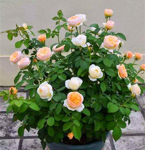 月季扦插，芽儿冒出来了怎么办？