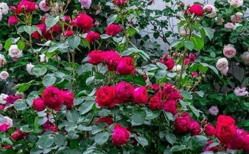 藤本月季的种植基地