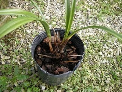 治疗兰花软腐病应该使用什么特效药物