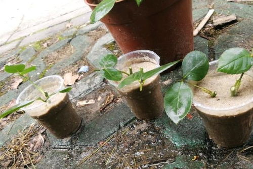 黑腐问题， 防范为主