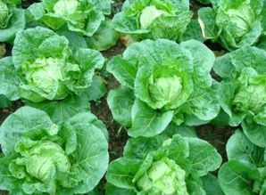 秋季种啥菜，你知道吗？